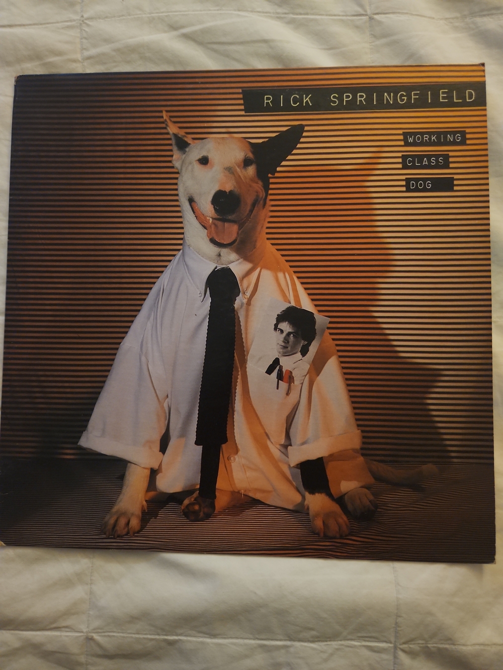 Rick Springfield Working Class Dog Vintage Vinyl - Display Copy Never Played! NM